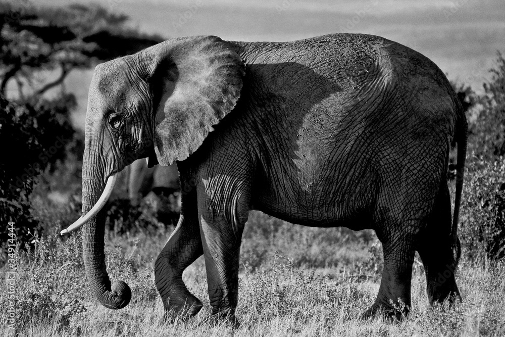 elephant side view in black and white