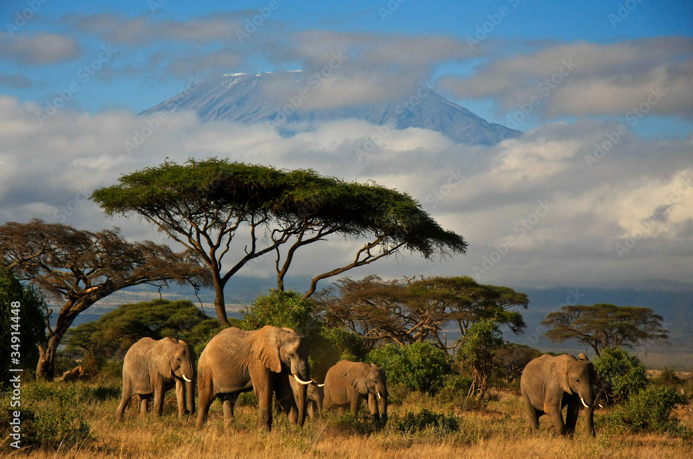 Fototapeta Rodzina słonia przed Mt. Kilimandżaro
