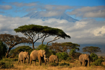 Papier peint photo Éléphant Famille d'éléphants face au Kilimandjaro  © dmussman