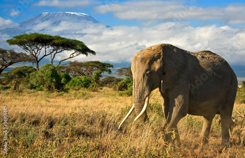 Canvas Print Lone elephant in front of Mt. Kilimanjaro