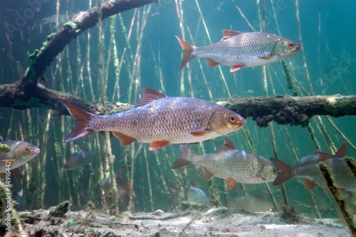 Schoal of roach in the lake photo