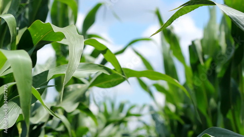 Wallpaper Mural Corn Field Torontodigital.ca