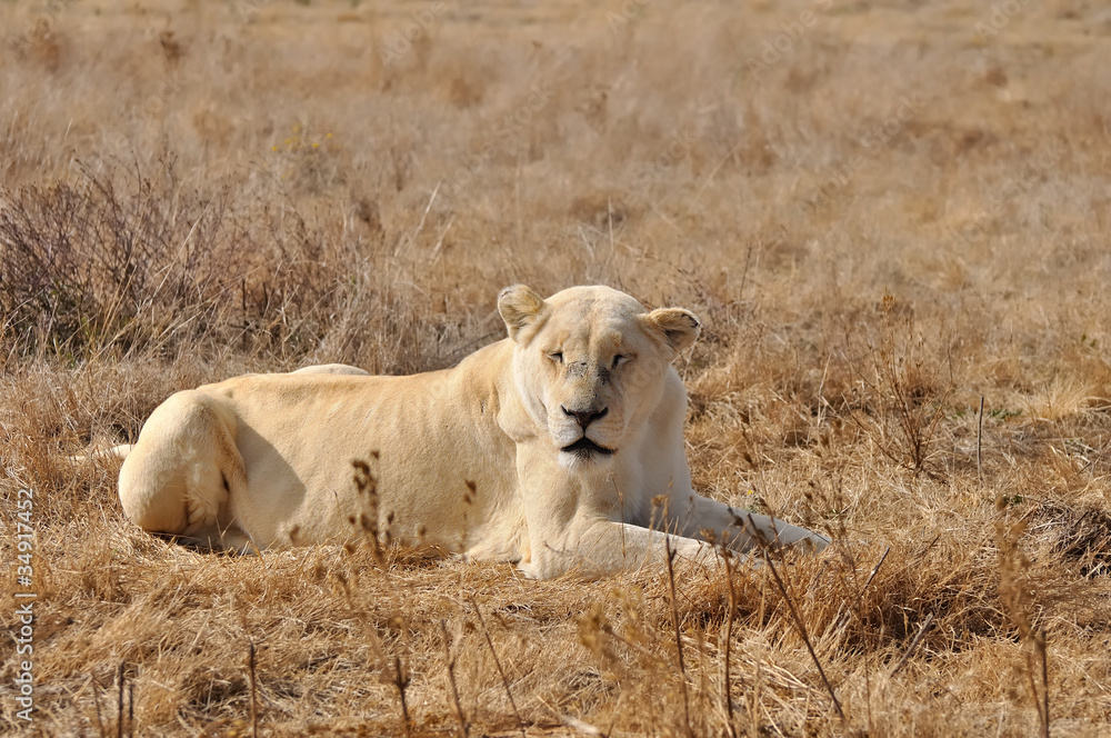 Obraz premium lionne allongée 2