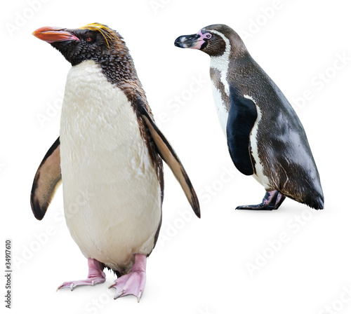 Isolated penguins. Two penguins of different varieties (Northern Rockhopper and Humboldt penguins) stand isolated on white background
