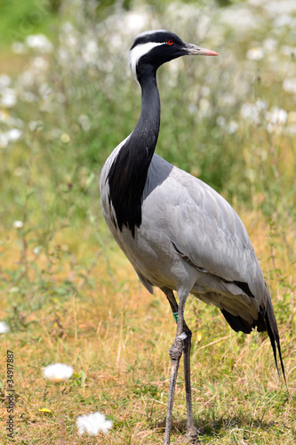 Eurasian Crane