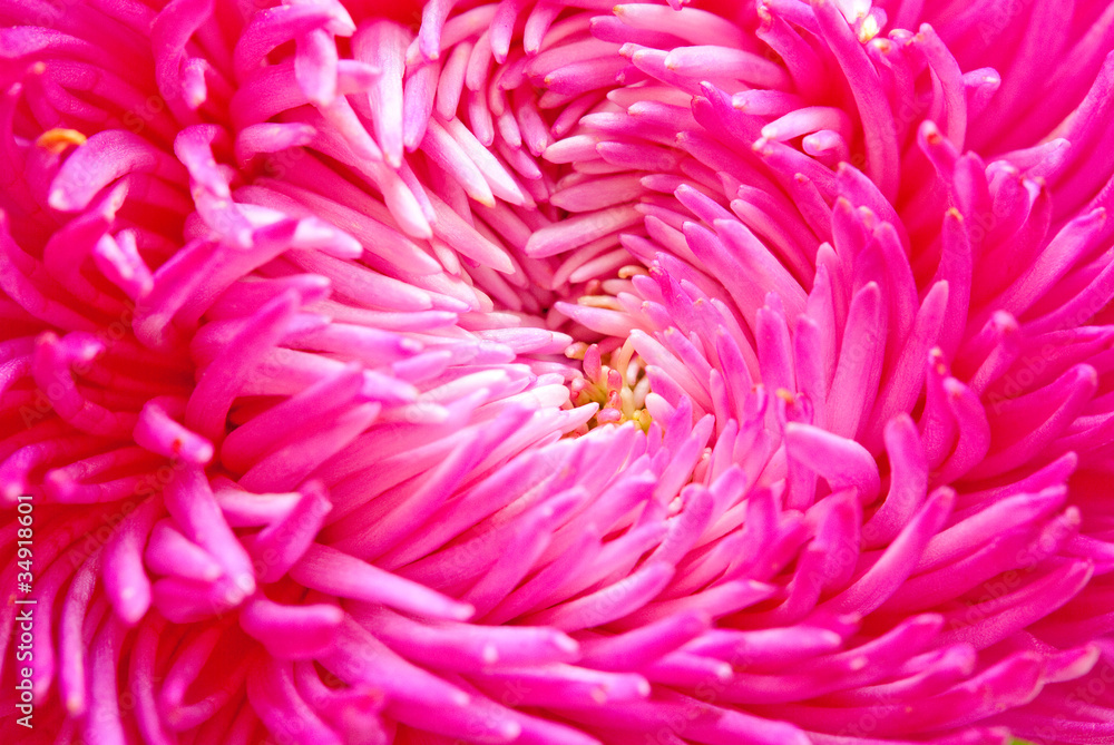 Close up of pink aster flower