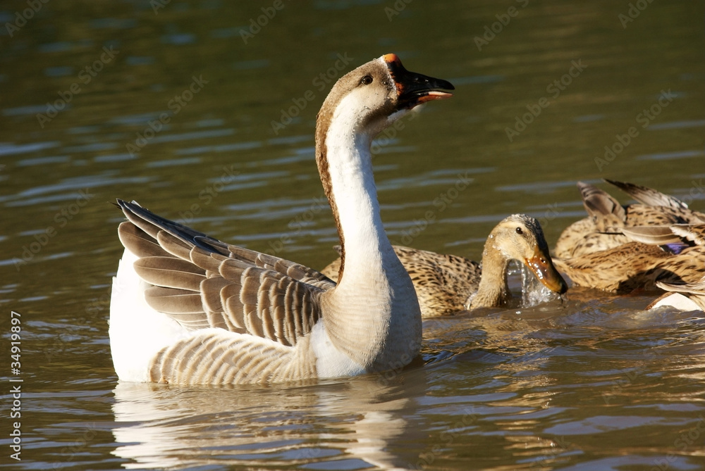 Goose with duck in river