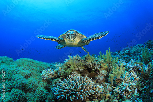 Hawksbill Sea Turtle and Coral Reef