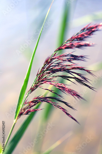 Buntes Gras