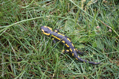 salamandre