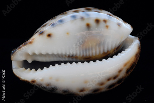 Spotted sea shell
