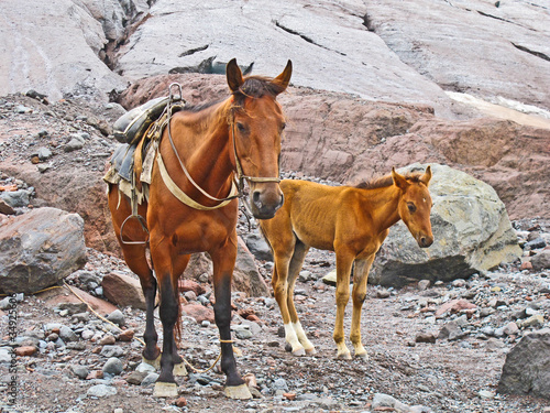 horses for transportation  in the mount Kasbek area