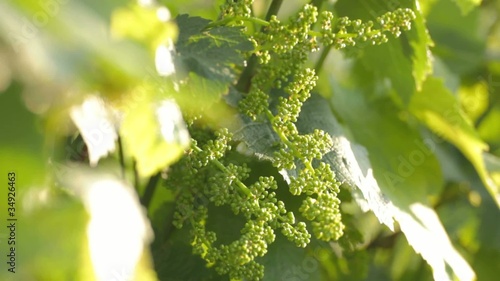 Young grape peduncle growing on plant among leaves on wind