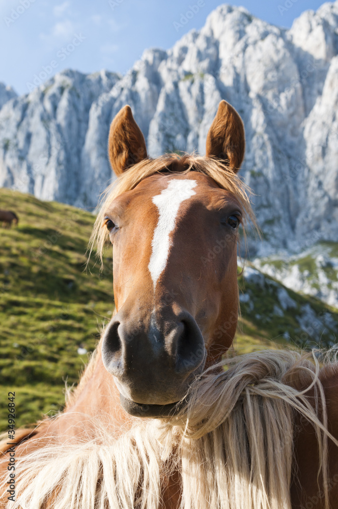 Obraz premium Friendship between horses