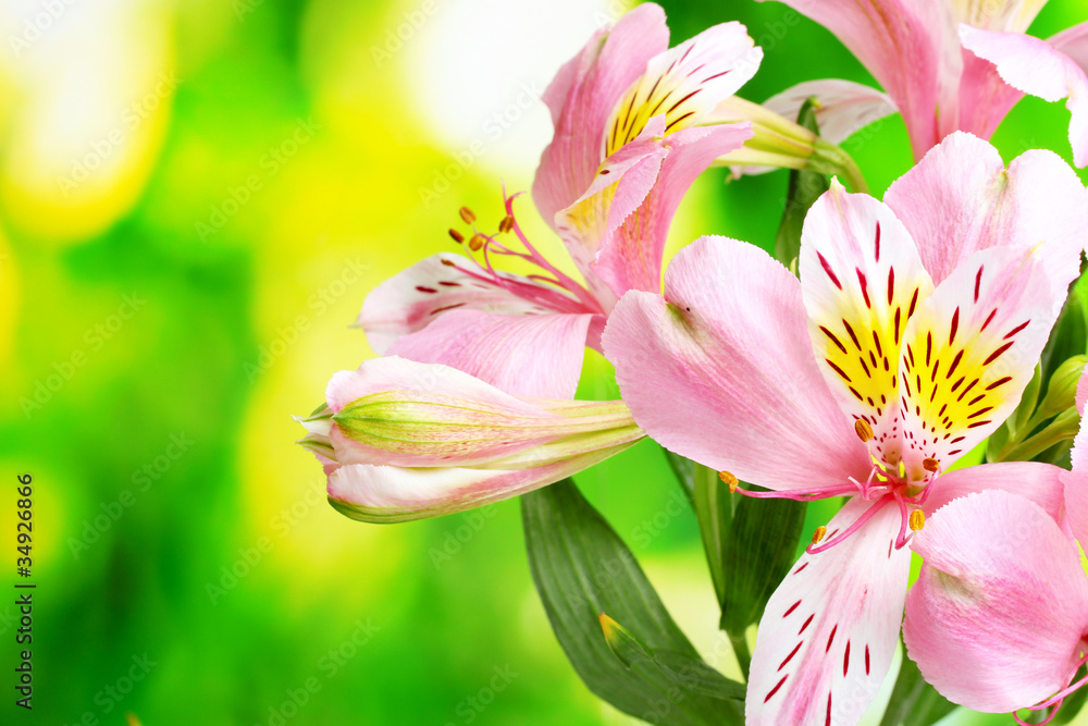 Fototapeta premium pink flowers on green background