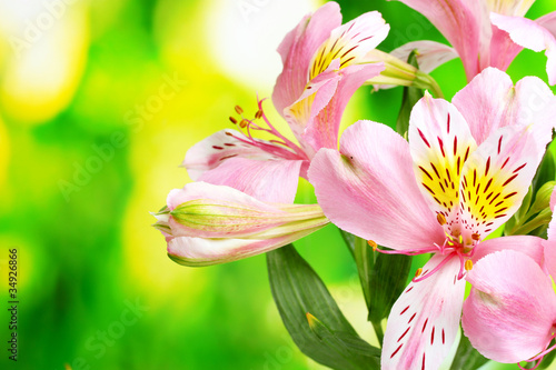 pink flowers on green background
