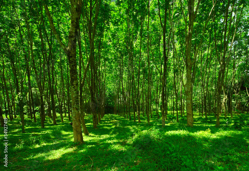 Fototapeta Naklejka Na Ścianę i Meble -  Trees with green leaves and green grass on land