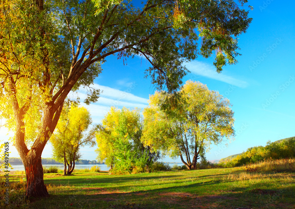 Naklejka premium Group of yellow autumn trees standing on a meadow by a river