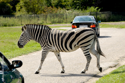 Zebra is crossing road among cars