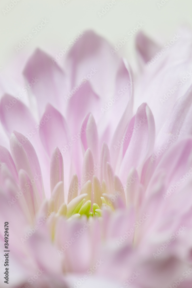 flower[chrysanthemum]_04