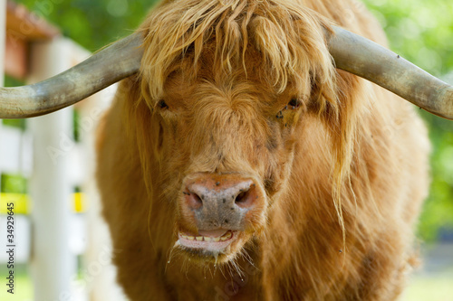 Tablou pe pânză Scottish highlander ox