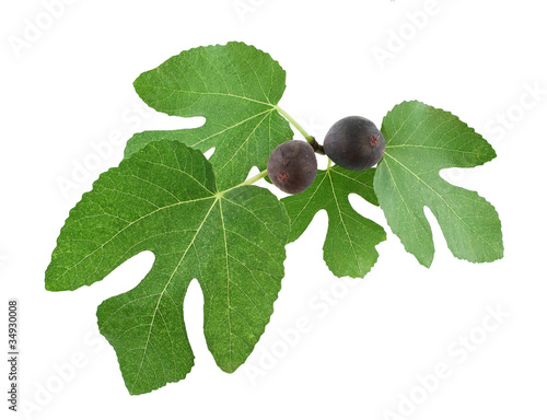 Ripe figs on tree branch