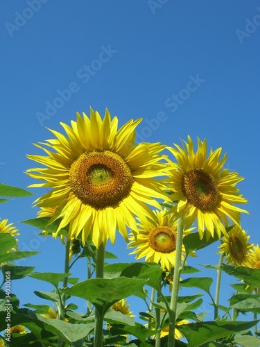 girasoli