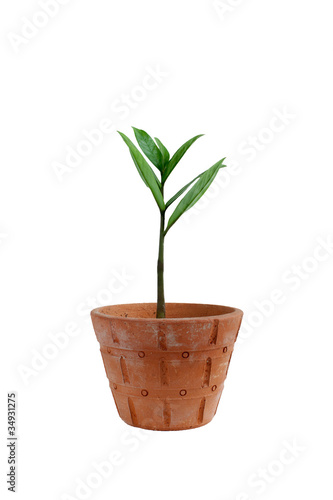 abstract tree isolated white background