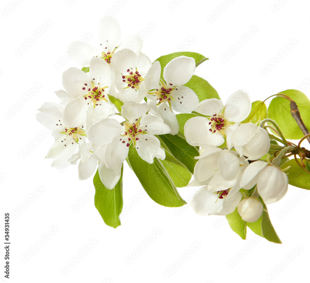apple blossom isolated on white
