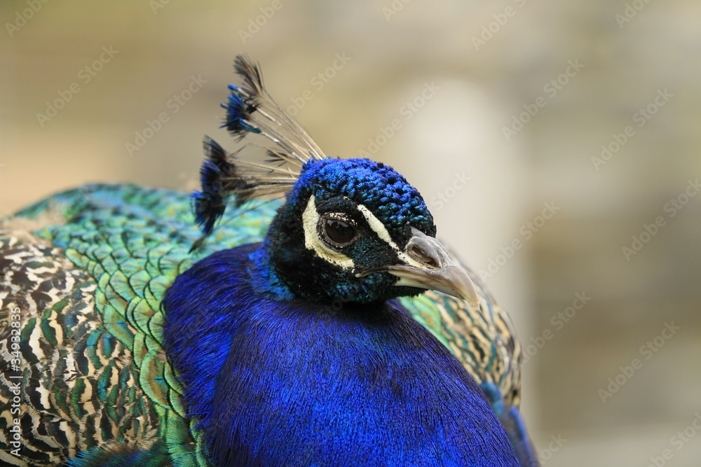 Blauer Pfau in Nahaufnahme