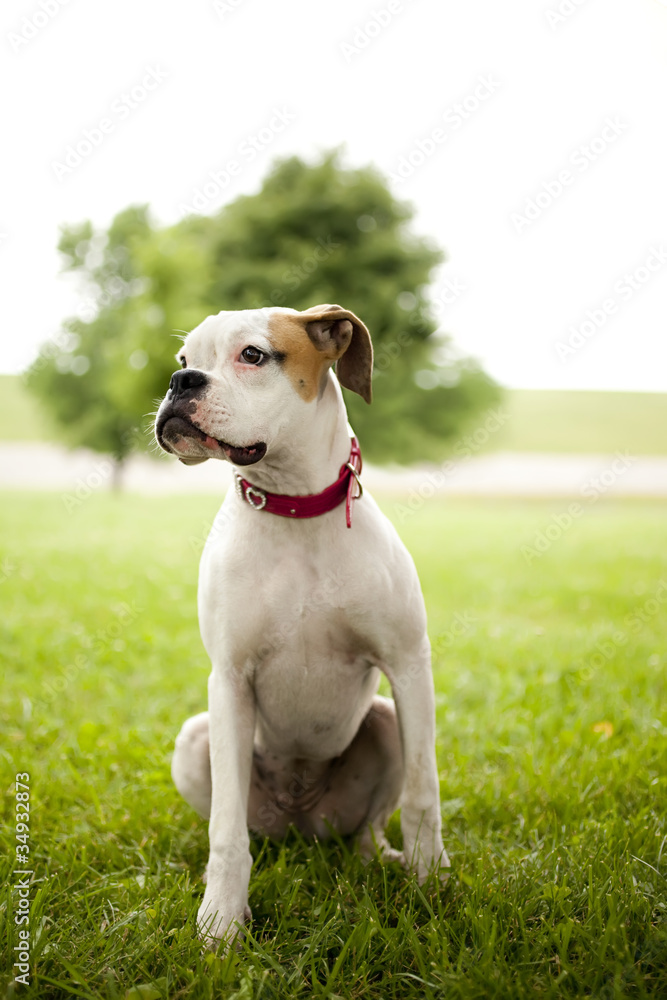 Boxer puppy portrait