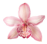 Close-up of beautiful pink Orchid flower on white background.
