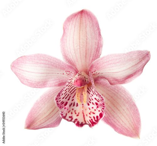 Close-up of beautiful pink Orchid flower on white background.