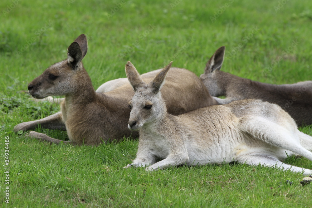 Fototapeta premium Känguru in Nahaufnahme