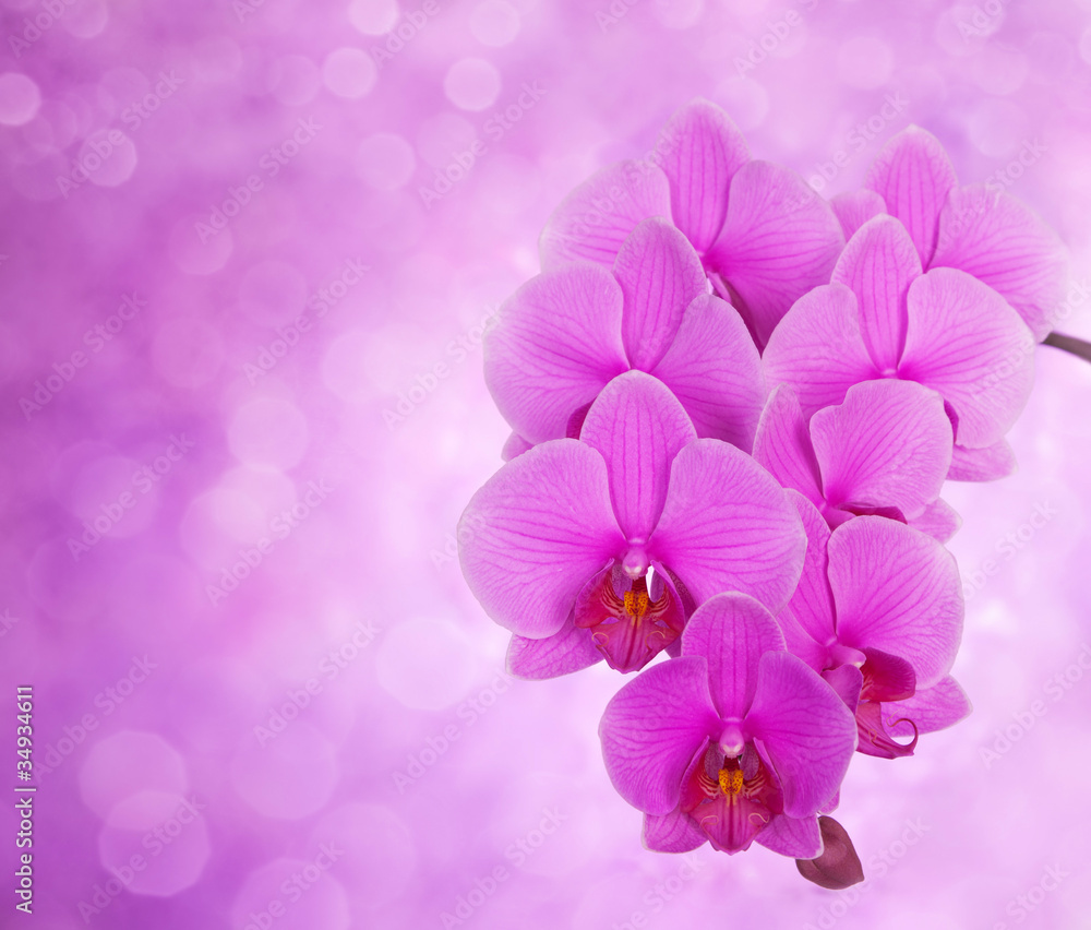 pink orchid on defocused background pink orchid on defocused background