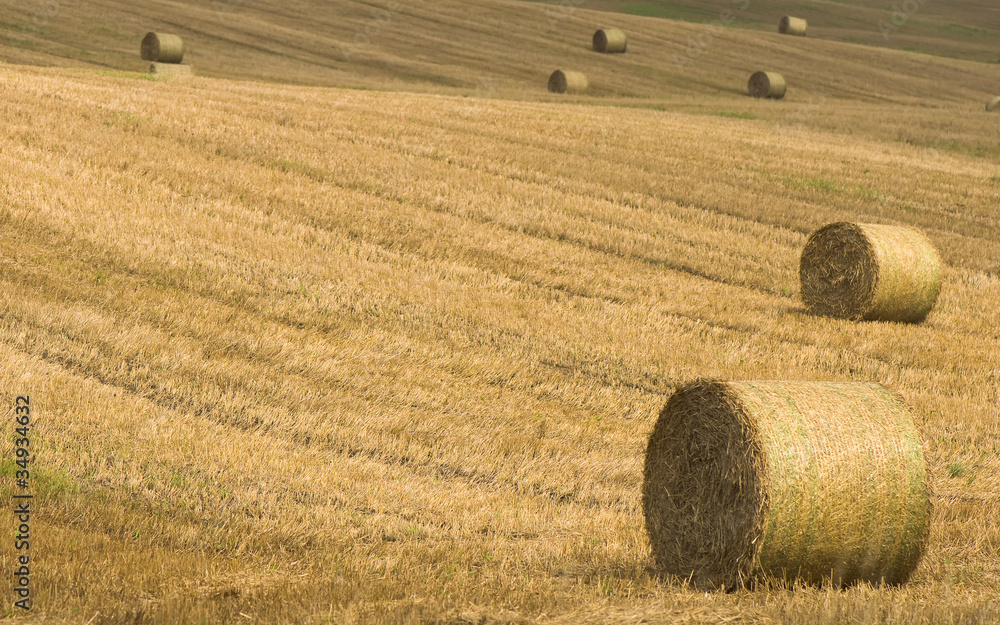 Field after harvest