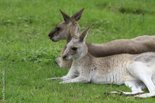 Känguru in Nahaufnahme