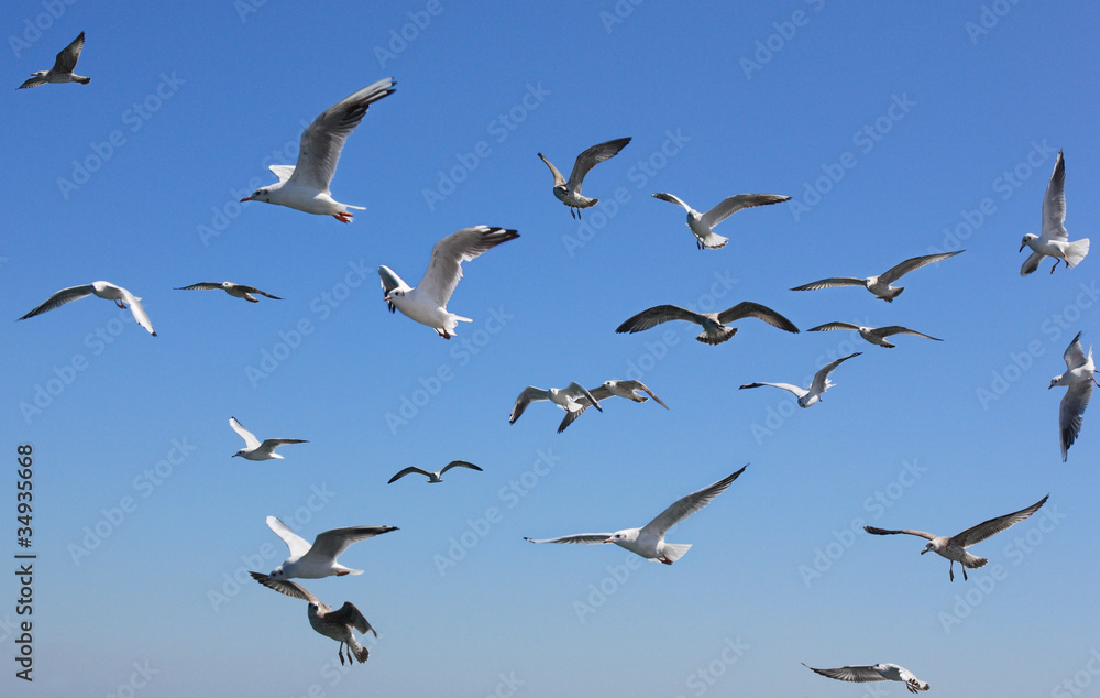 Fototapeta premium sailing flight