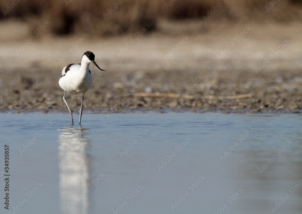 avoceta común con reflejo en la charca avoceta común con reflejo en la charca