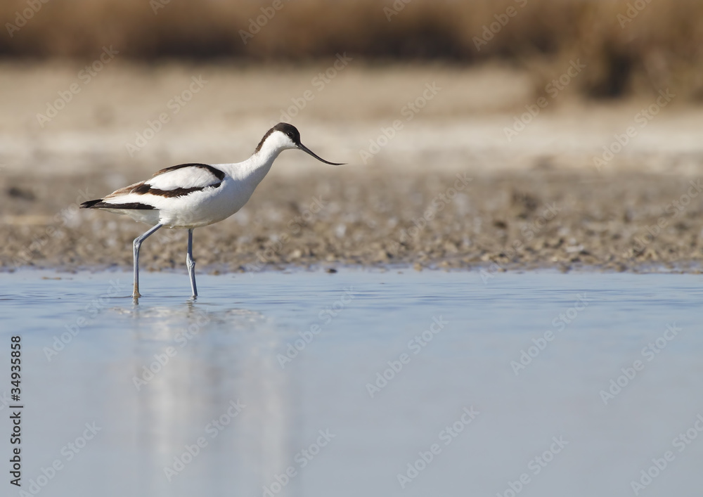avoceta común con reflejo avoceta común con reflejo