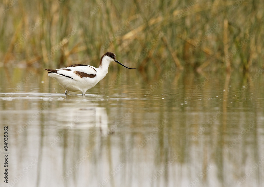 Obraz premium avoceta común con reflejo