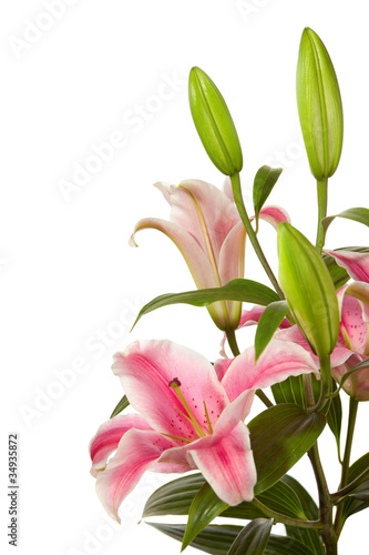 pink lilies ' bunch isolated on a white background