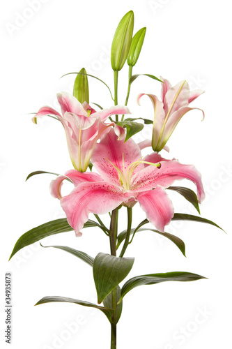 Fototapeta Naklejka Na Ścianę i Meble -  pink lilies ' bunch isolated on a white background
