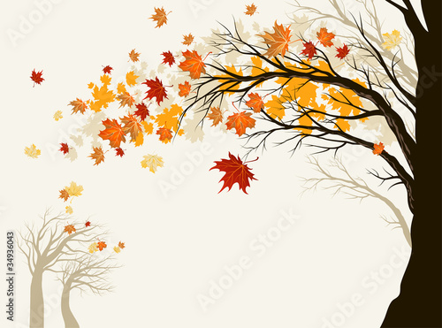 Autumn tree