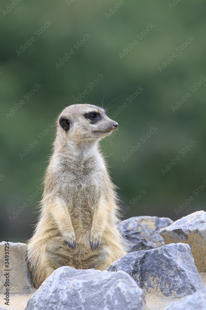 Erdmännchen in Nahaufnahme Erdmännchen in Nahaufnahme