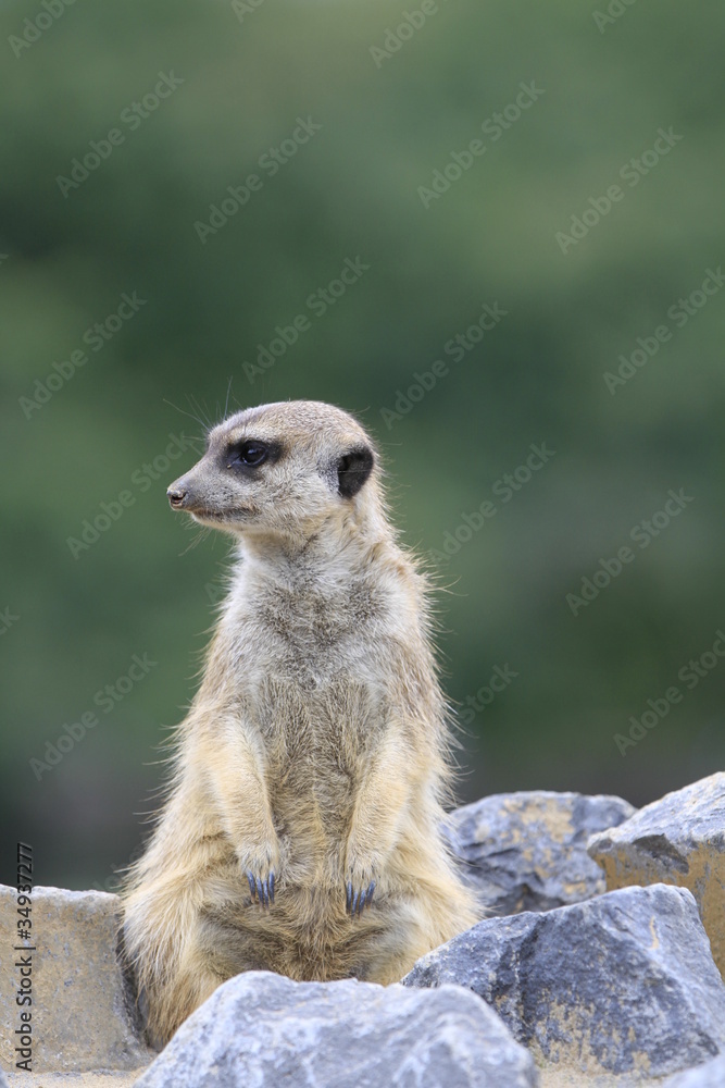 Erdmännchen in Nahaufnahme Erdmännchen in Nahaufnahme