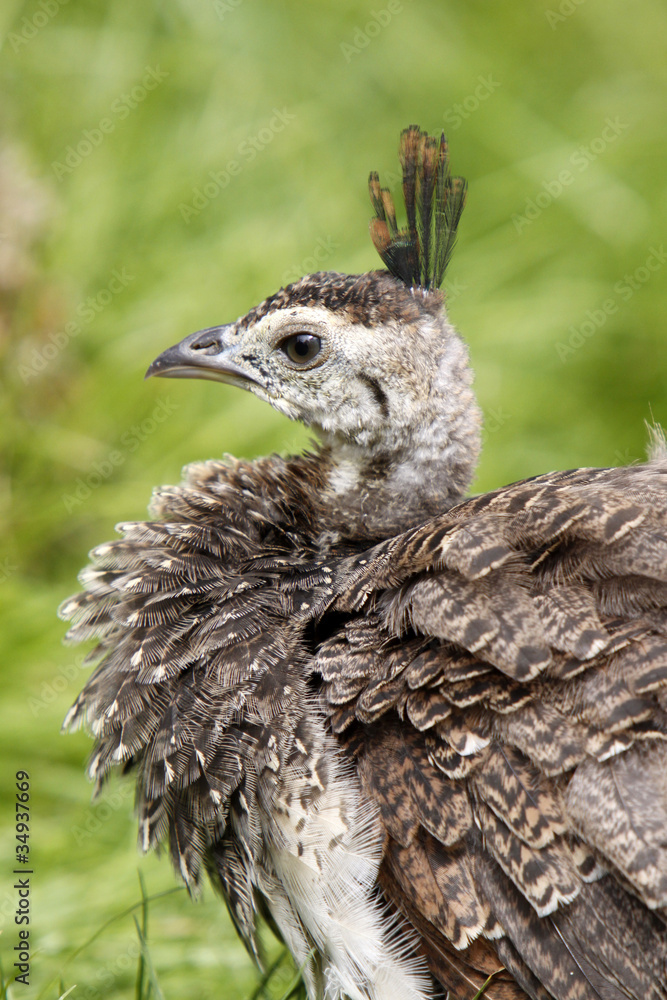 Fototapeta premium Blauer Pfau (Küken)