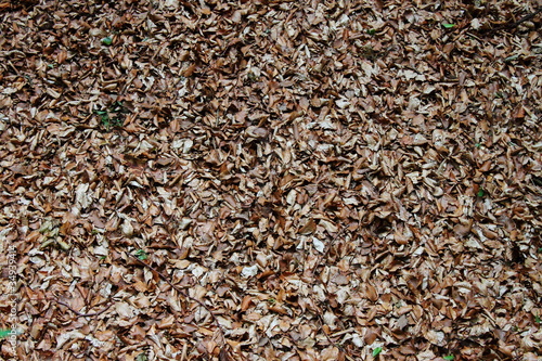 Dry leaves on ground
