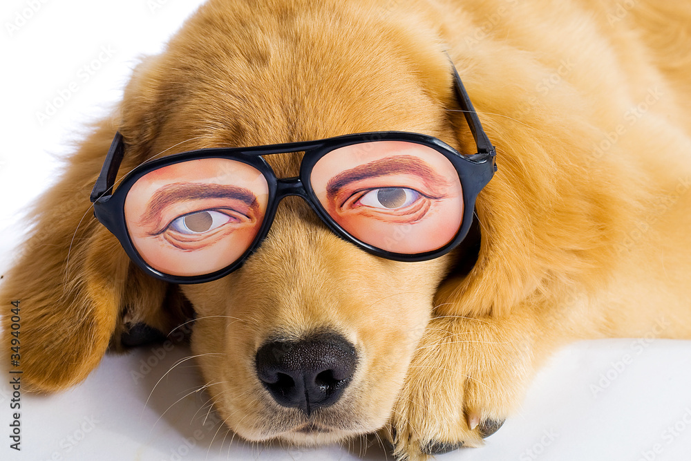 pet with silly glasses Stock Photo | Adobe Stock