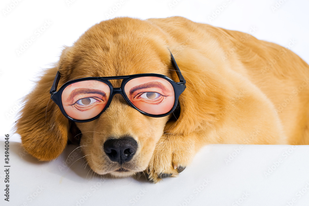 Fotografie weird eyes on a funny dog